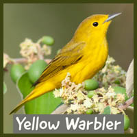 Yellow Warbler